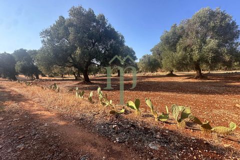 Terra a Carovigno, Brindisi, Carovigno - € 29.000 | Ref: Terreno Empire - foto 6
